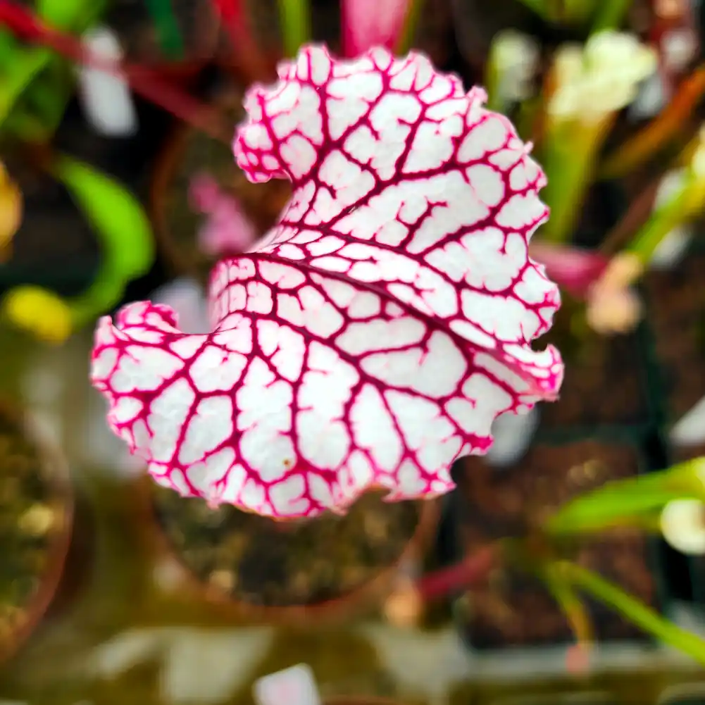 Sarracenia Pink Thing