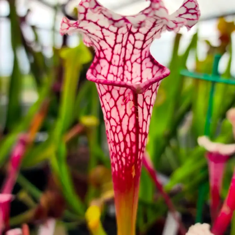 Sarracenia Pink Thing