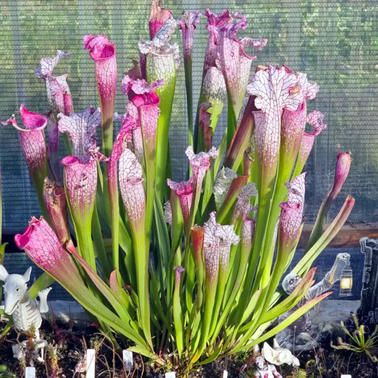 Sarracenia Pink Thing