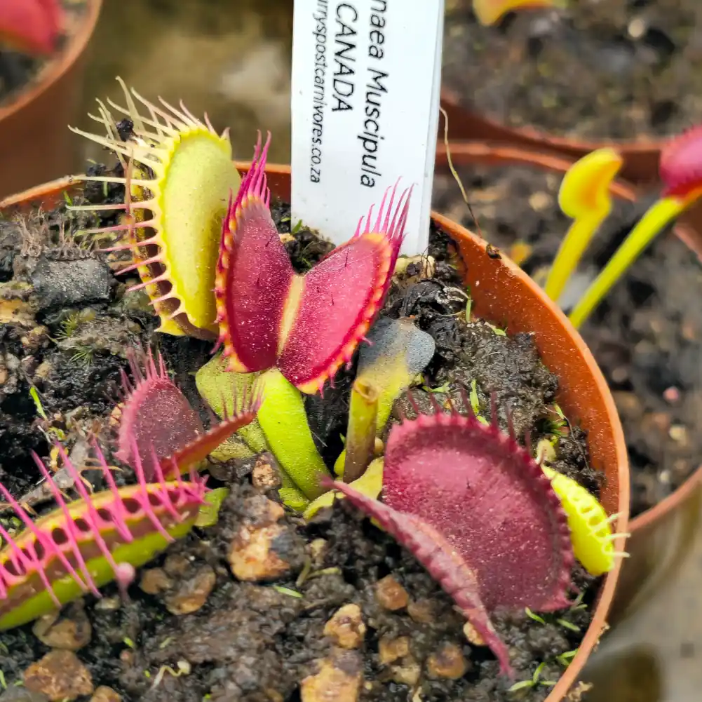 Venus Fly Trap B52 Canada