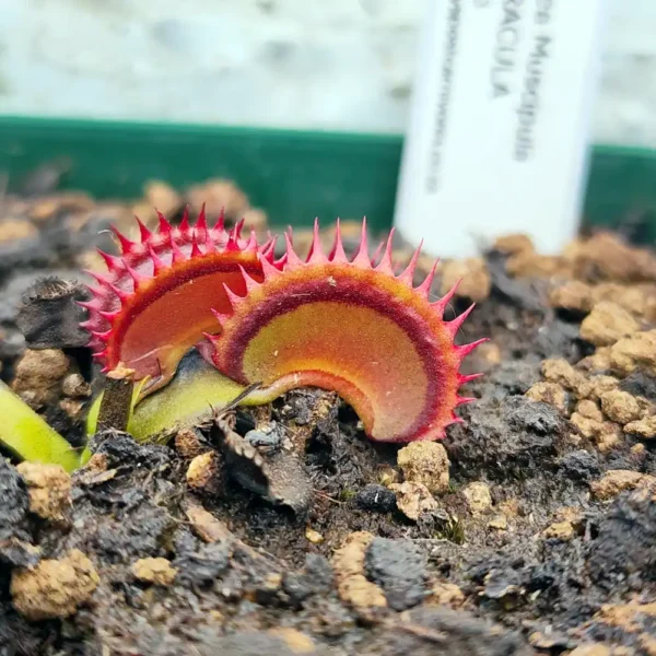 Venus Fly Trap Big Dracula