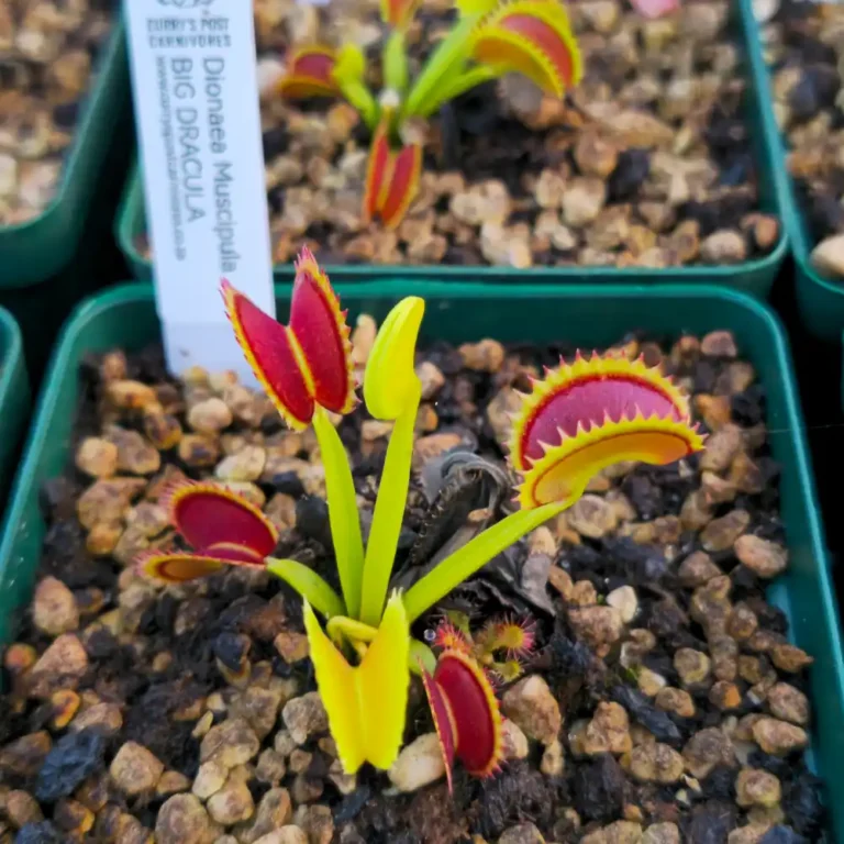 Venus Fly trap Big Dracula