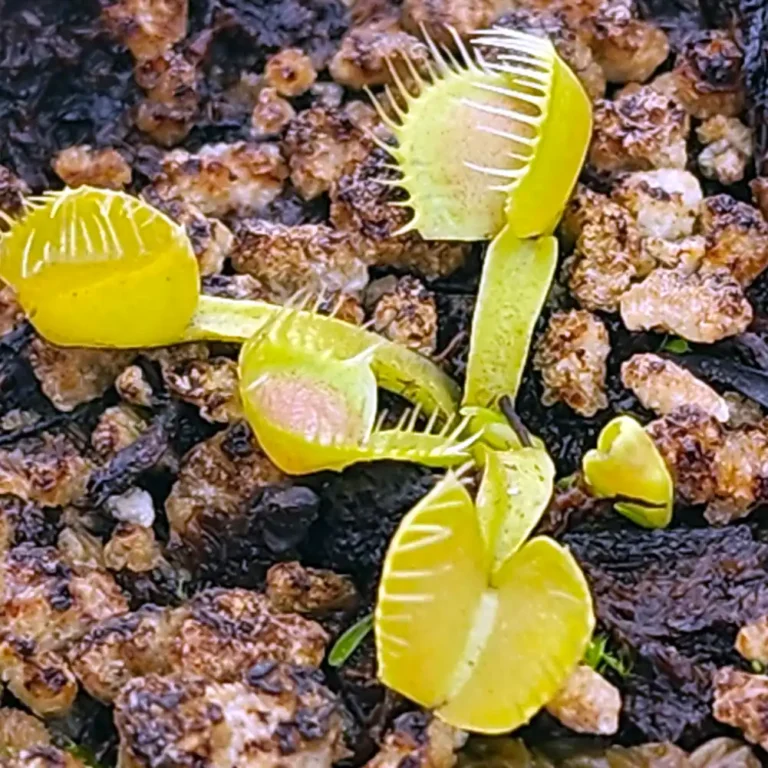 VFT Spiderman