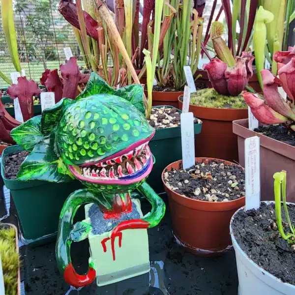 Audrey 2