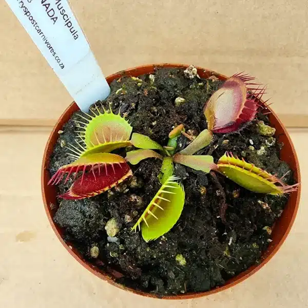 Venus Flytrap - B52 Canada - Image 2