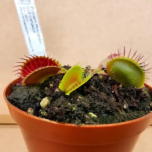 Venus Flytrap - B52 Canada - Image 3
