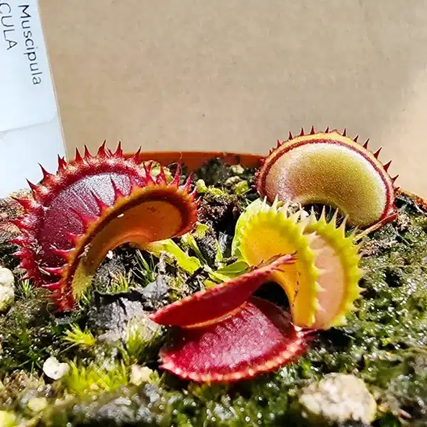 Venus Fly Trap Big Dracula