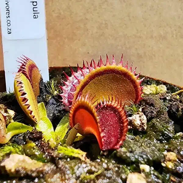 Venus Flytrap - Big Dracula - Image 2