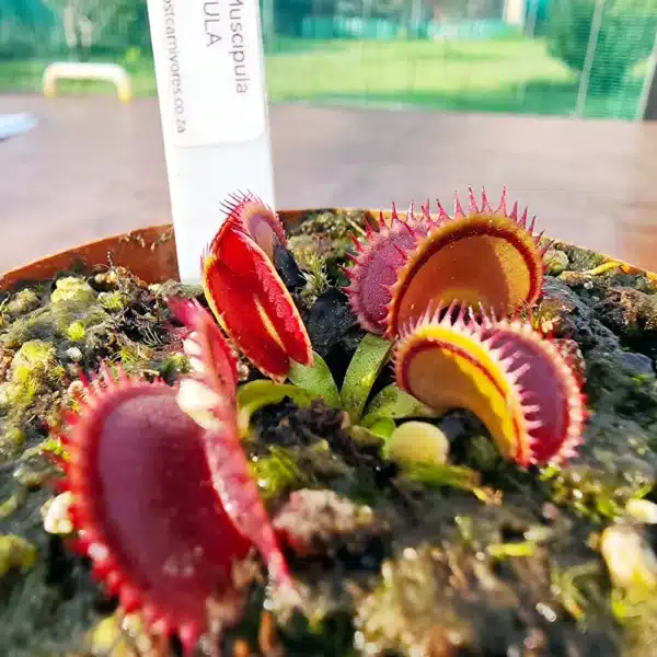 Venus Flytrap - Big Dracula - Image 3