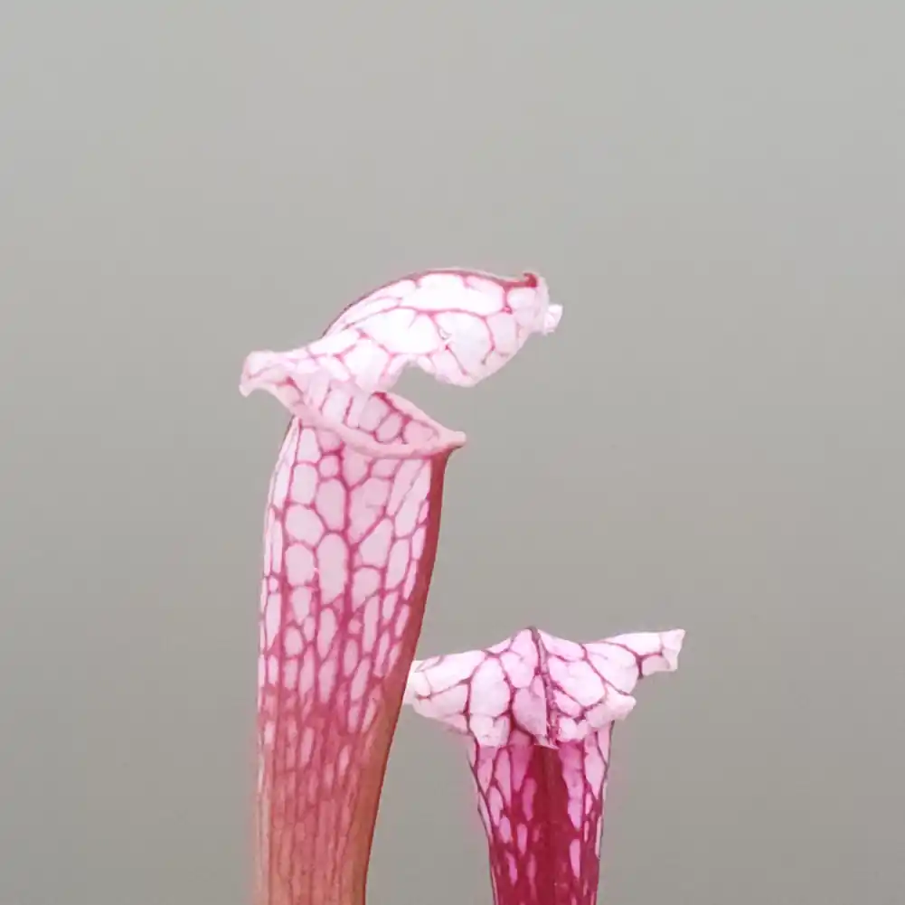 Sarracenia Pink Thing