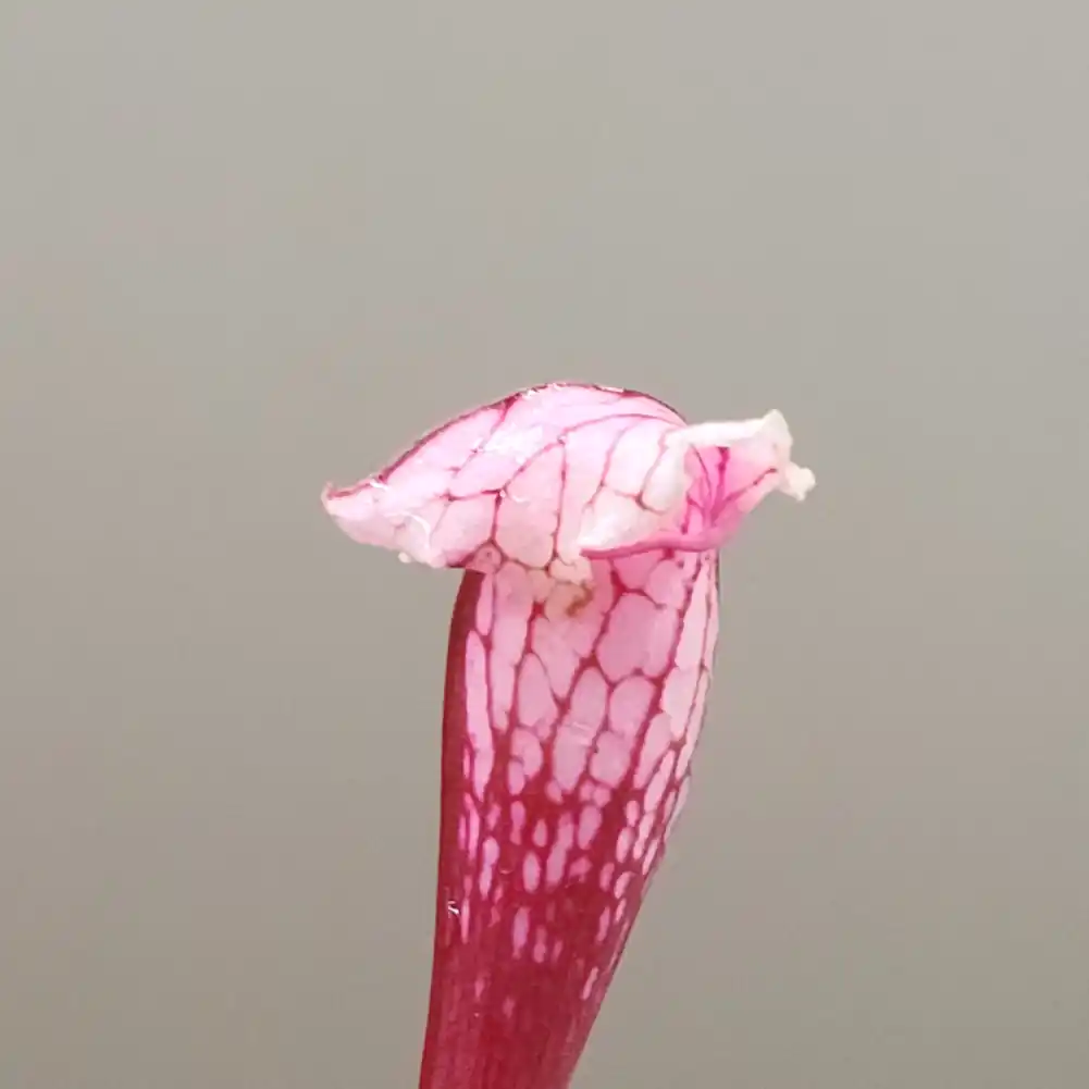 Sarracenia Pink Thing