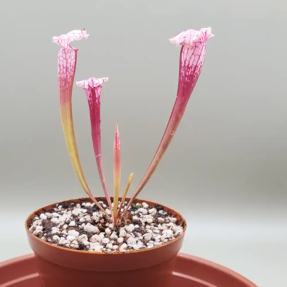 Sarracenia - Pink Thing - Image 7