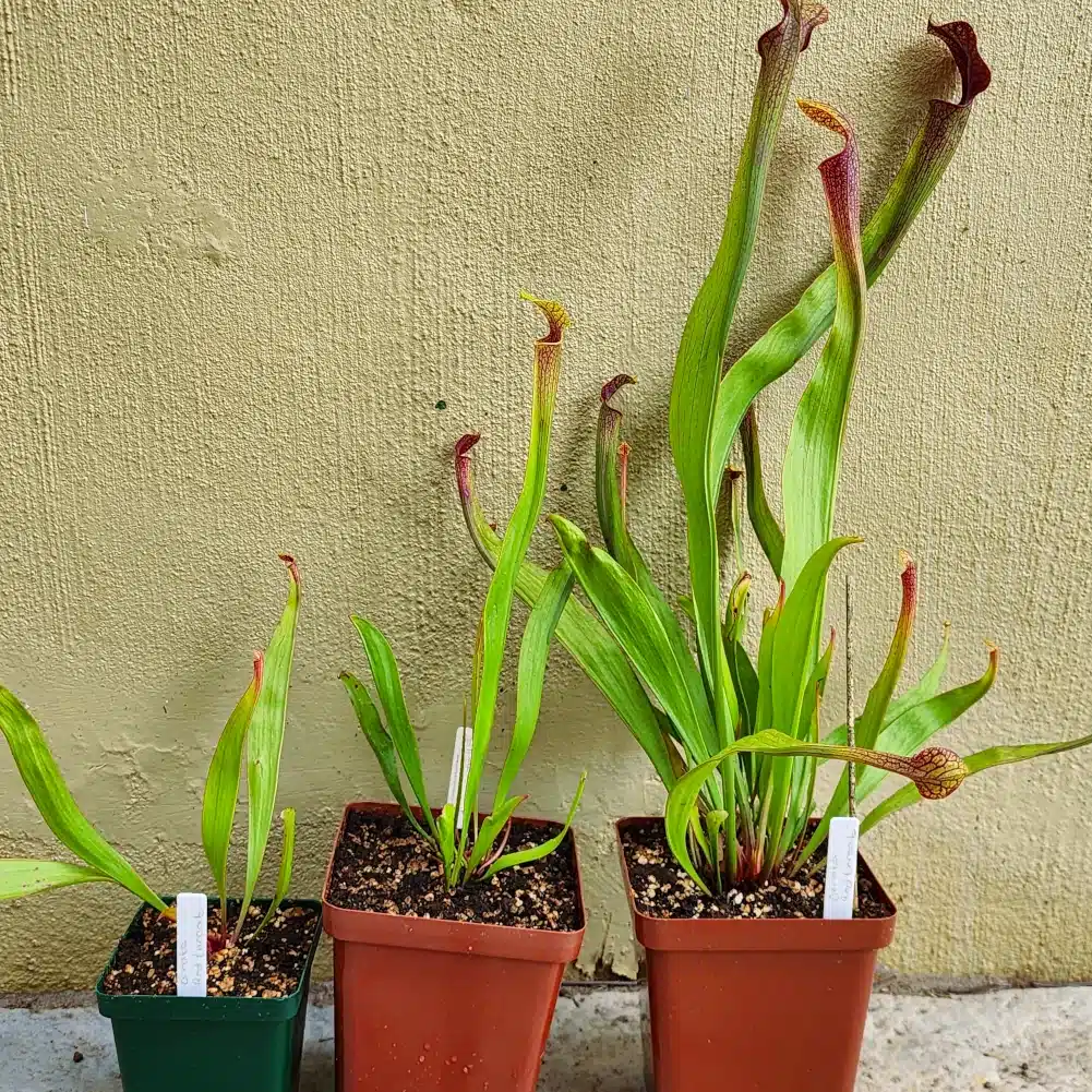 Sarracenia - Ornata Red Throat - Image 2