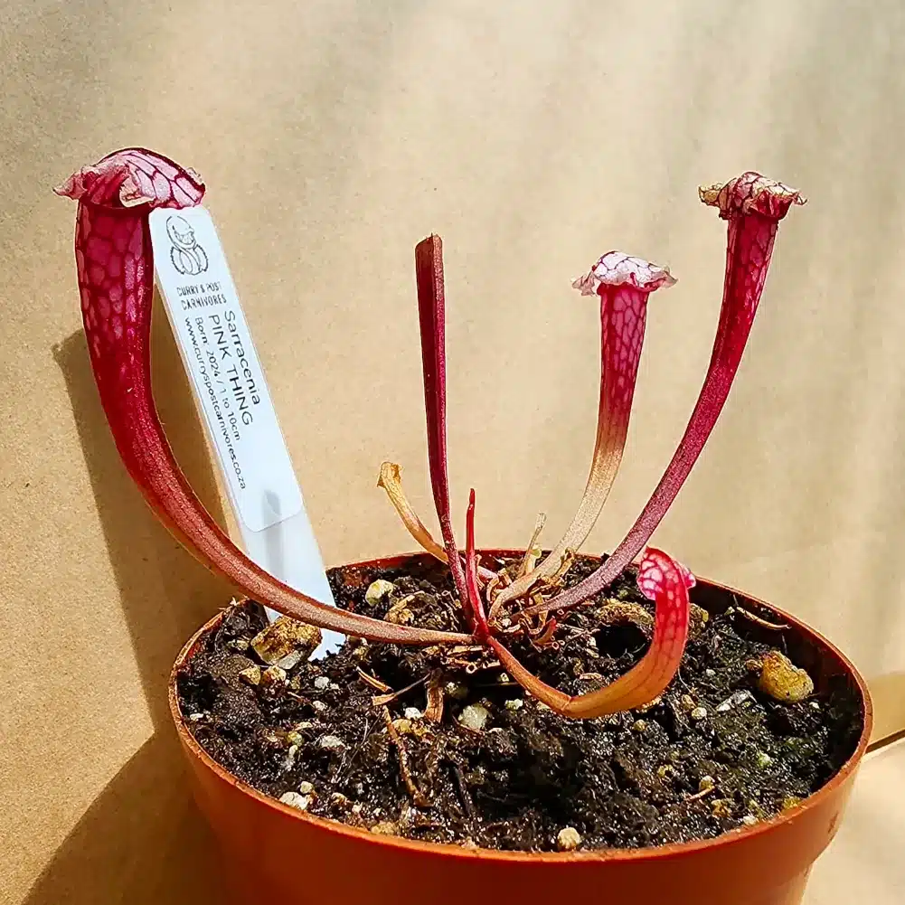 Sarracenia - Pink Thing - Image 2