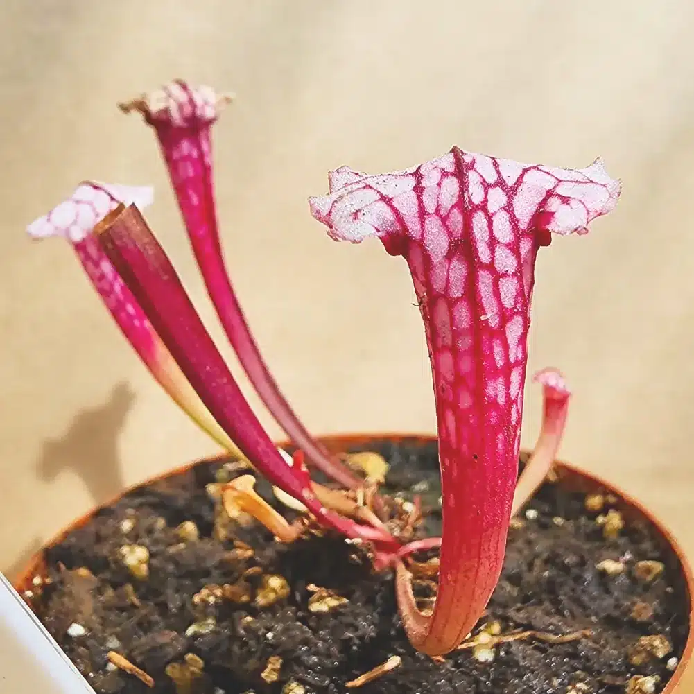 Sarracenia Pink Thing