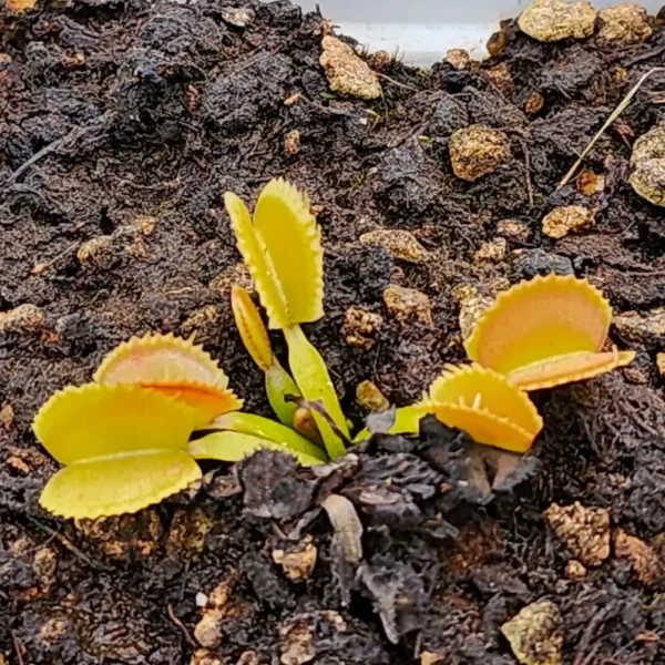 Venus Fly Trap Belzebub