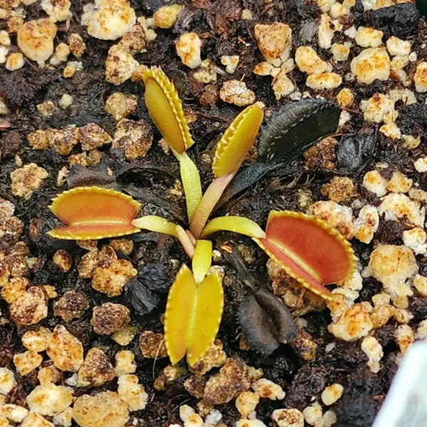 Venus Fly Trap Belzebub