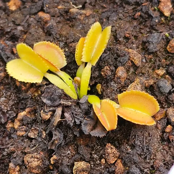 Venus Fly Trap Belzebub