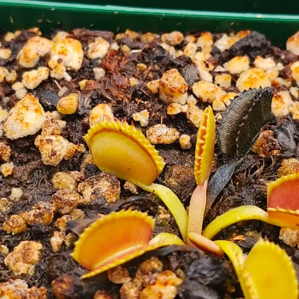 Venus Fly Trap Belzebub