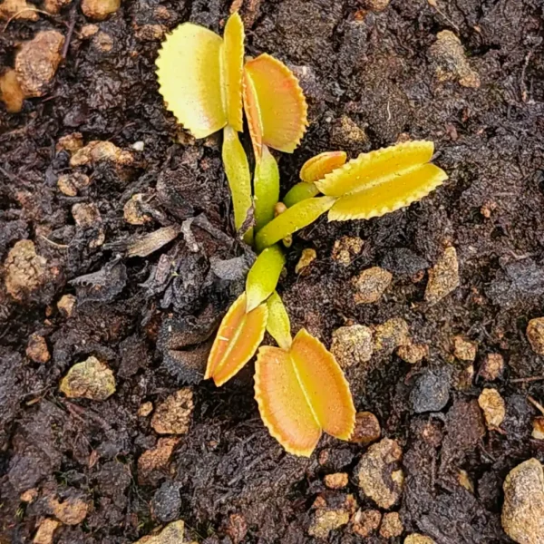 Venus Fly Trap Belzebub