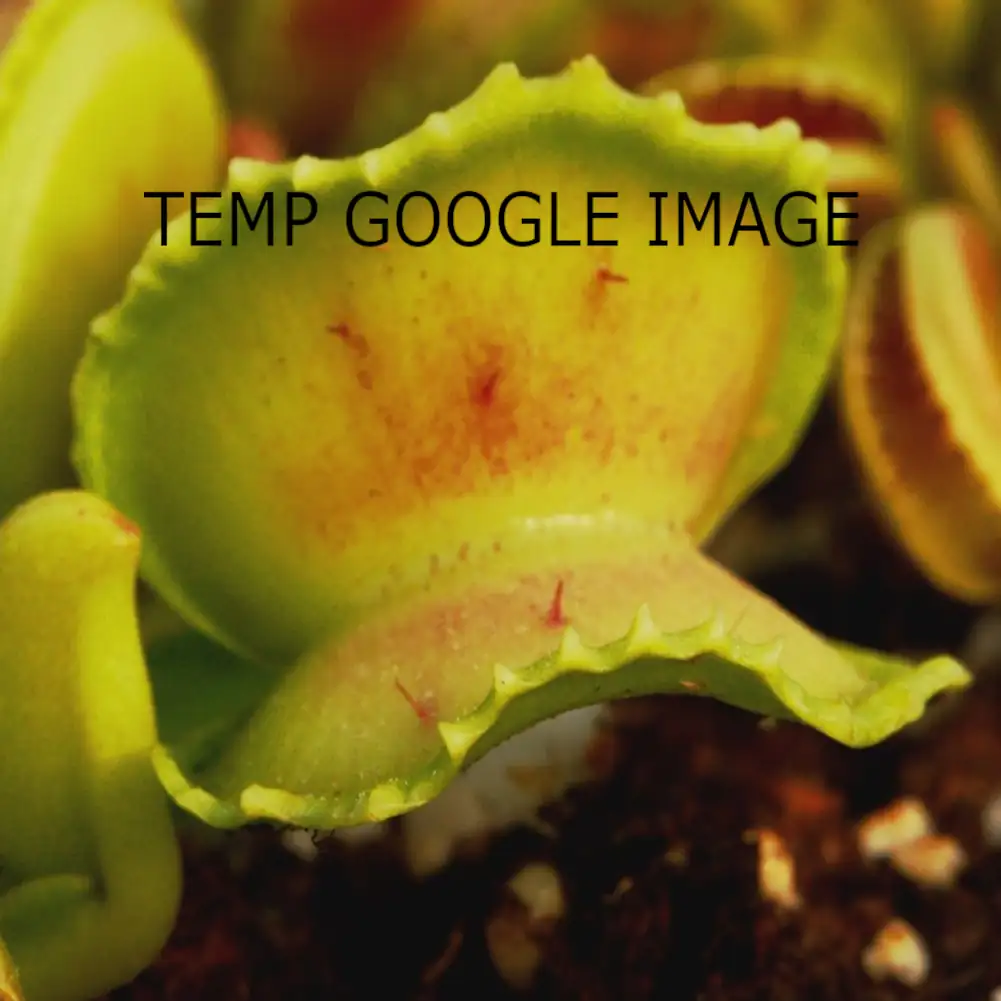 Venus Fly Trap Giant Cudo