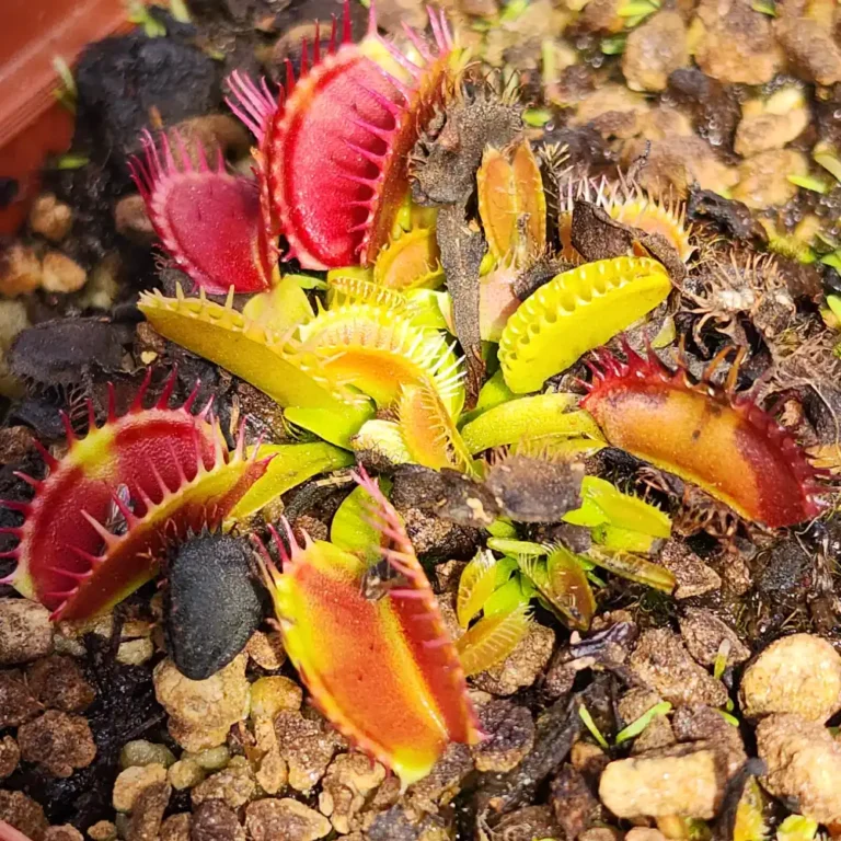 Venus Fly Trap Kronos