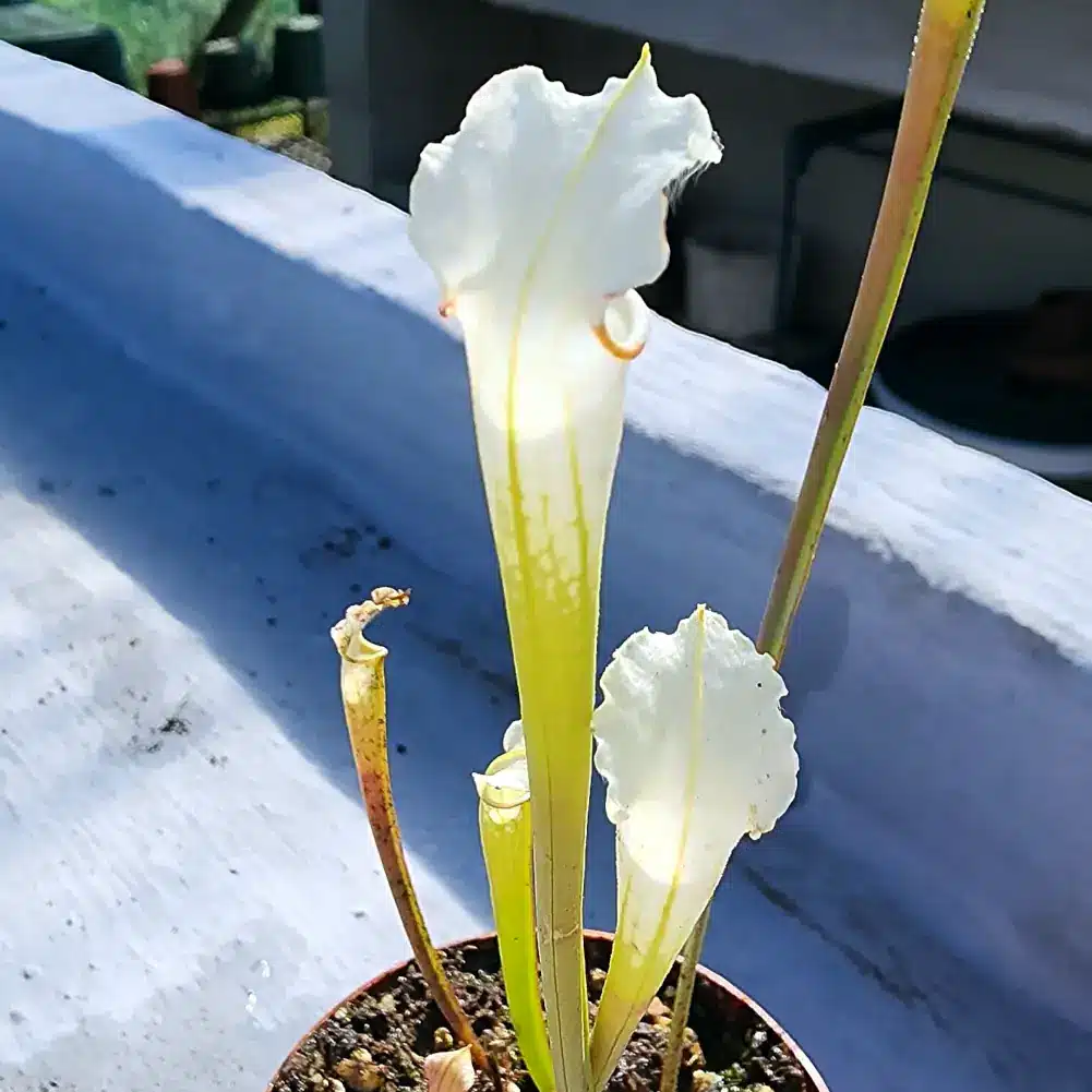 Sarracenia - Leucophylla Alba - Image 2