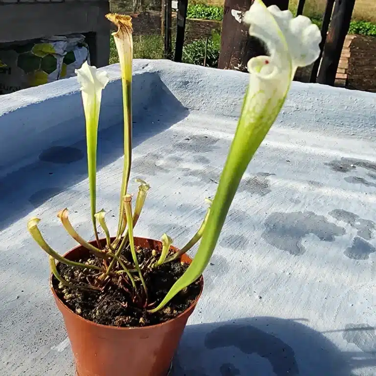 Leucophylla Alba