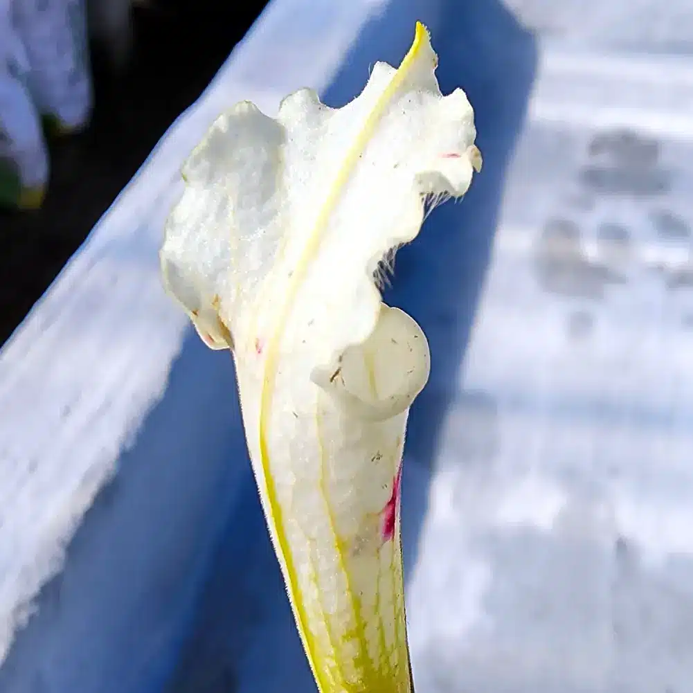 Sarracenia - Leucophylla Alba - Image 3