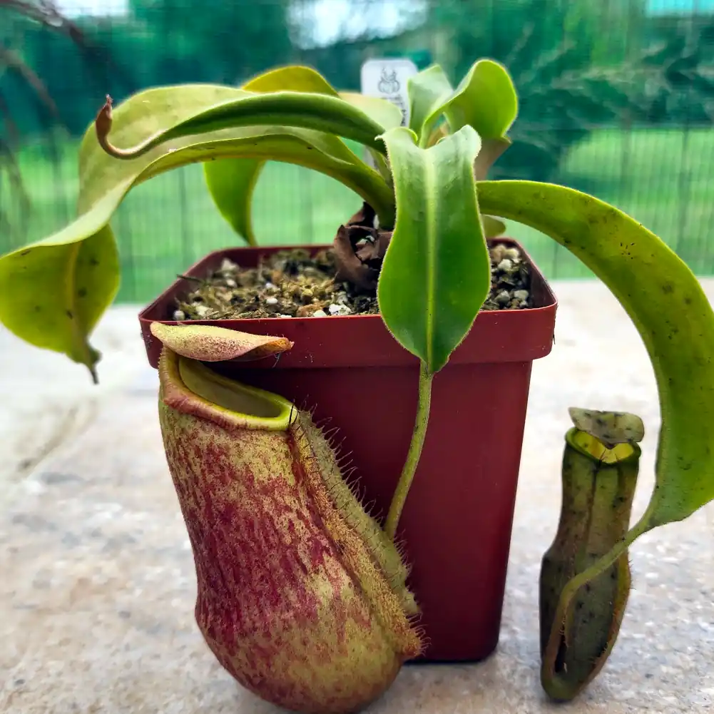 Nepenthes - Rokko x Spathulata