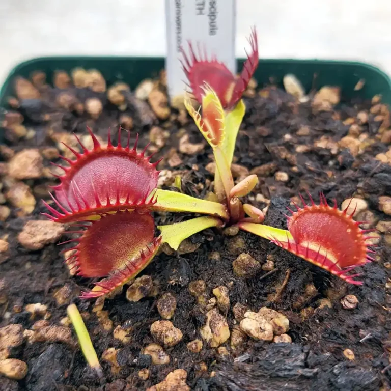 venus fly trap rabbit teeth