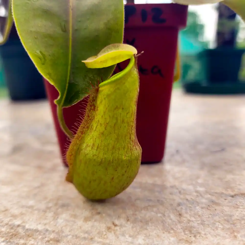 nepenthes Rokko-x-Sphatulata