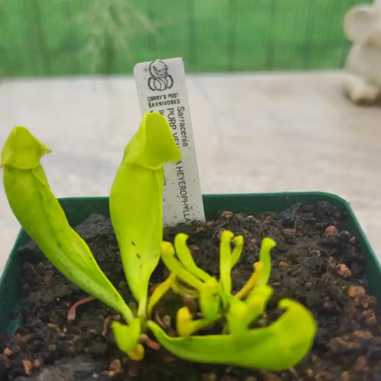 Sarracenia Heterophylla