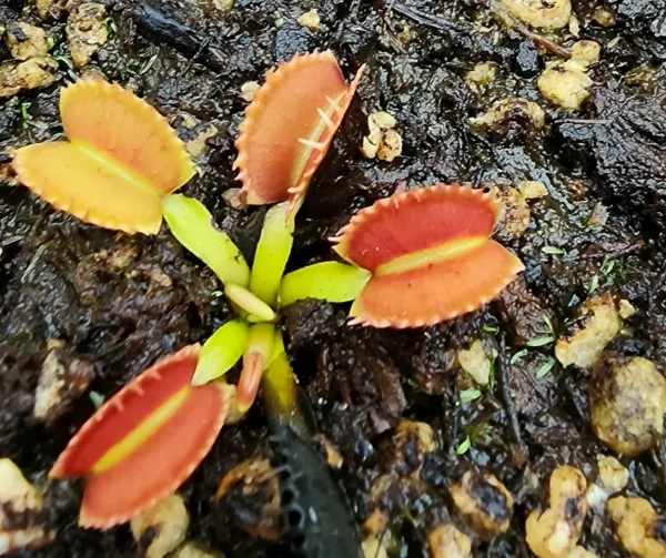 Venus Fly Trap Belzebub