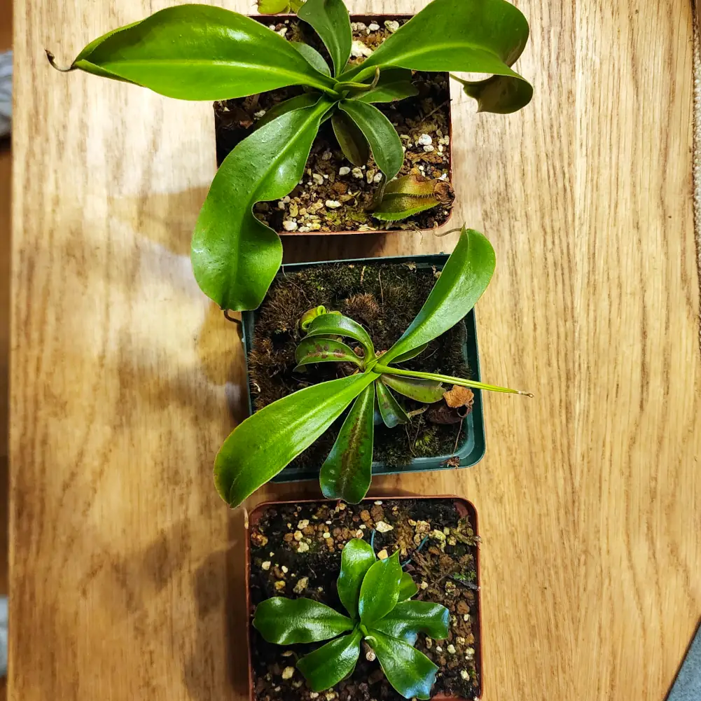 Nepenthes - Rokko x Spathulata - Image 7