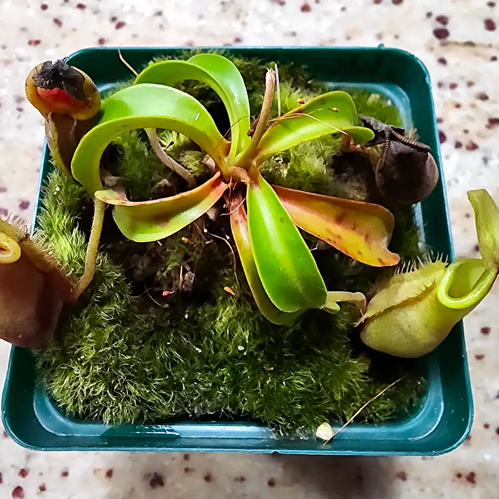 Nepenthes - Rokko x Spathulata - Image 6