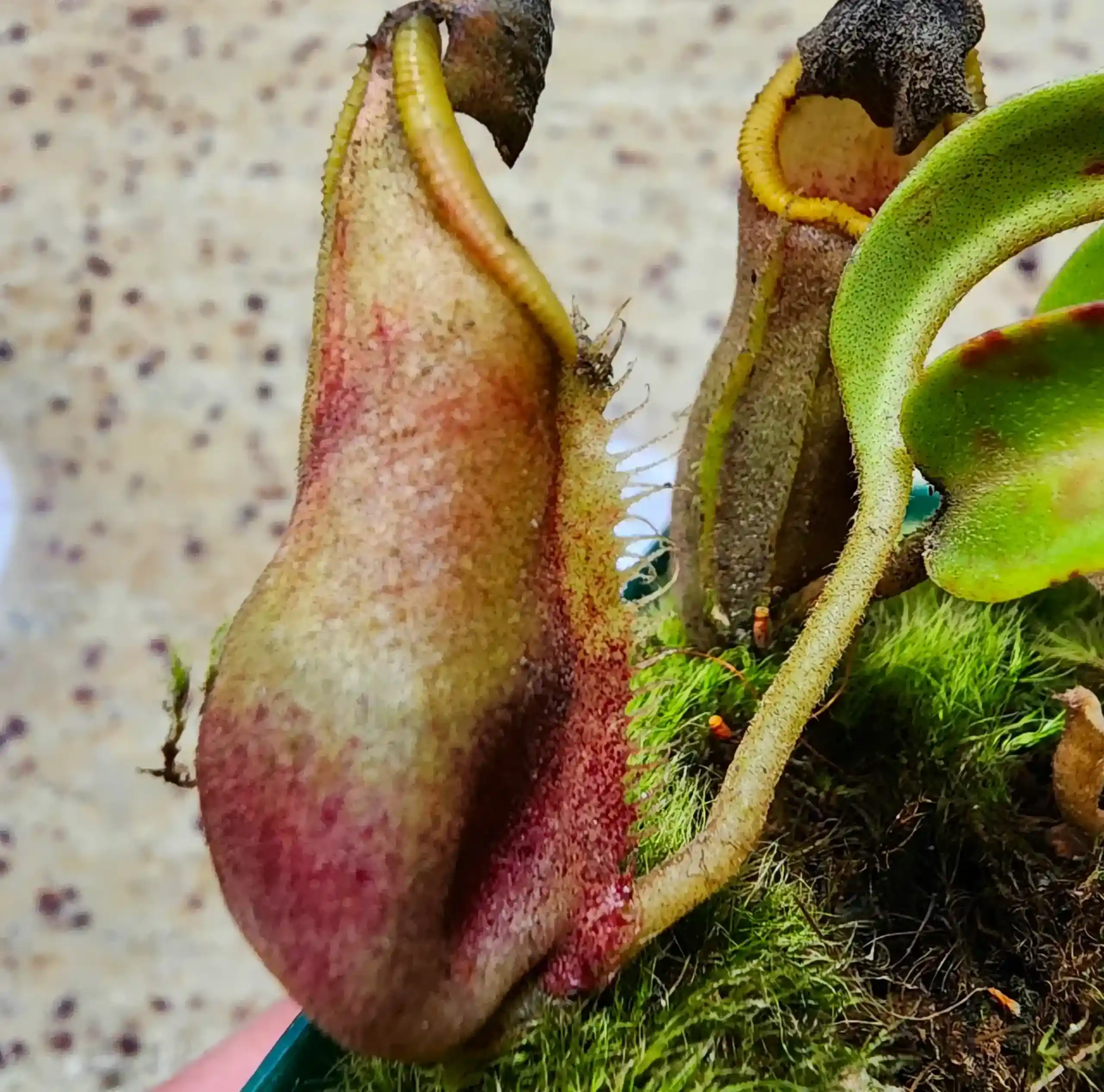 Nepenthes - Rokko x Spathulata - Image 3
