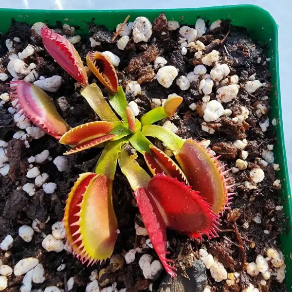 Venus Flytrap - DCXL Up Giant