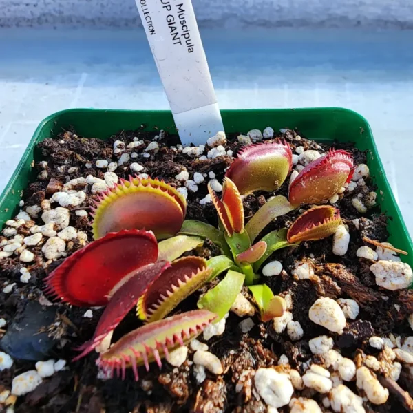Venus Flytrap - DCXL Up Giant - Image 2