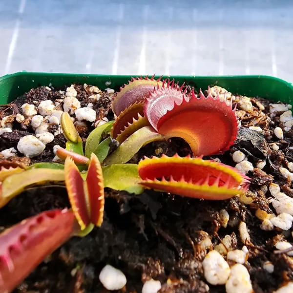 Venus Flytrap - DCXL Up Giant - Image 3