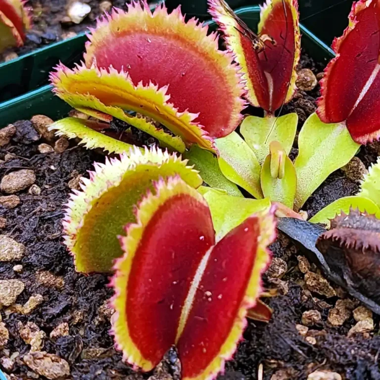 Venus Fly Trap Giant Clam