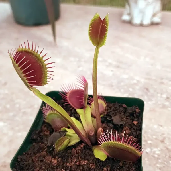 Venus Fly Trap Pans Goddess