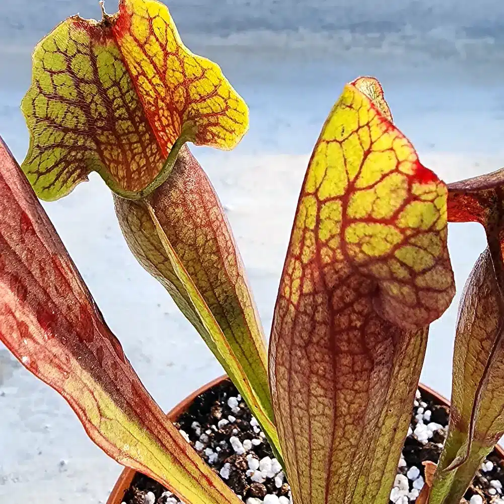 Sarracenia Barbapapa