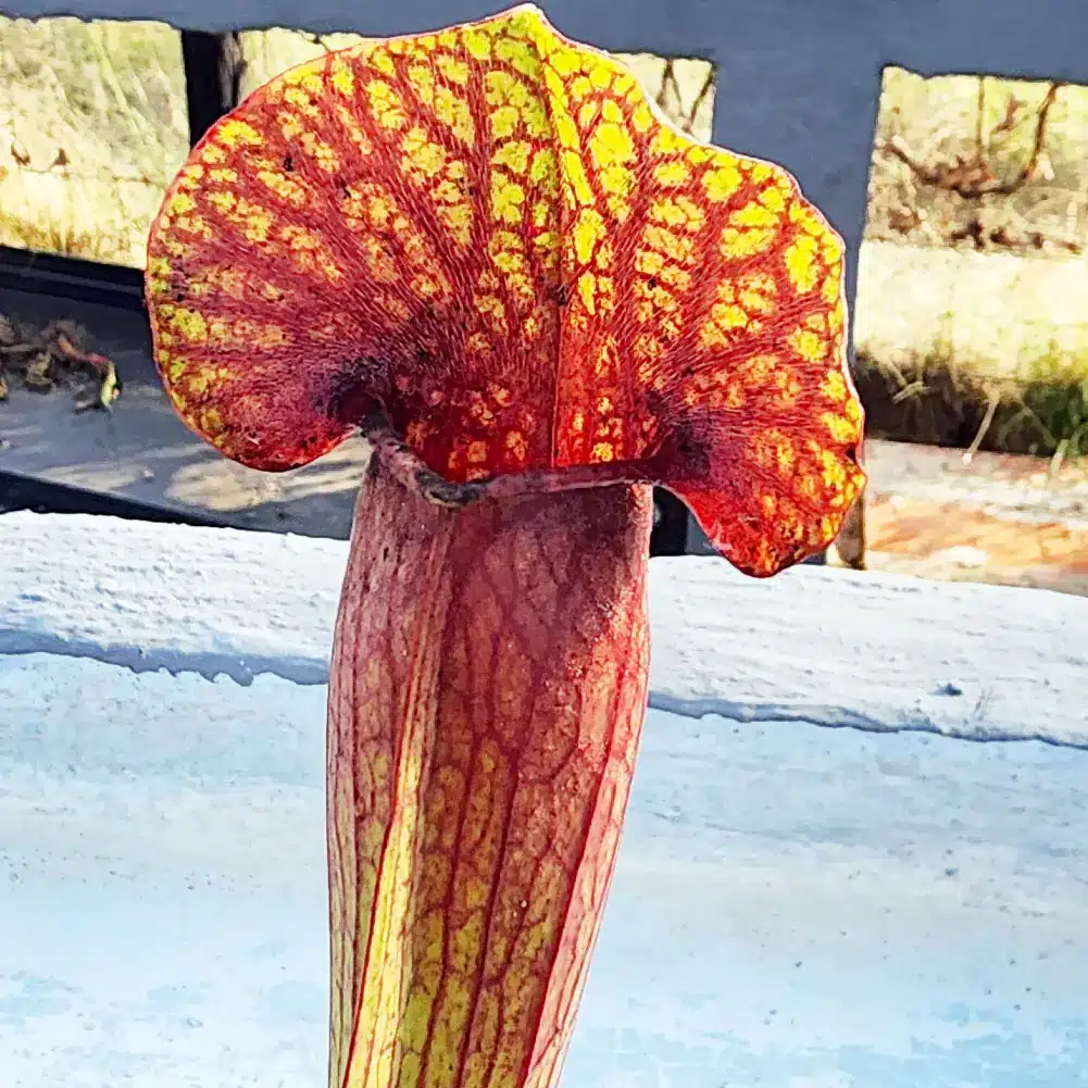 Sarracenia Barbapapa