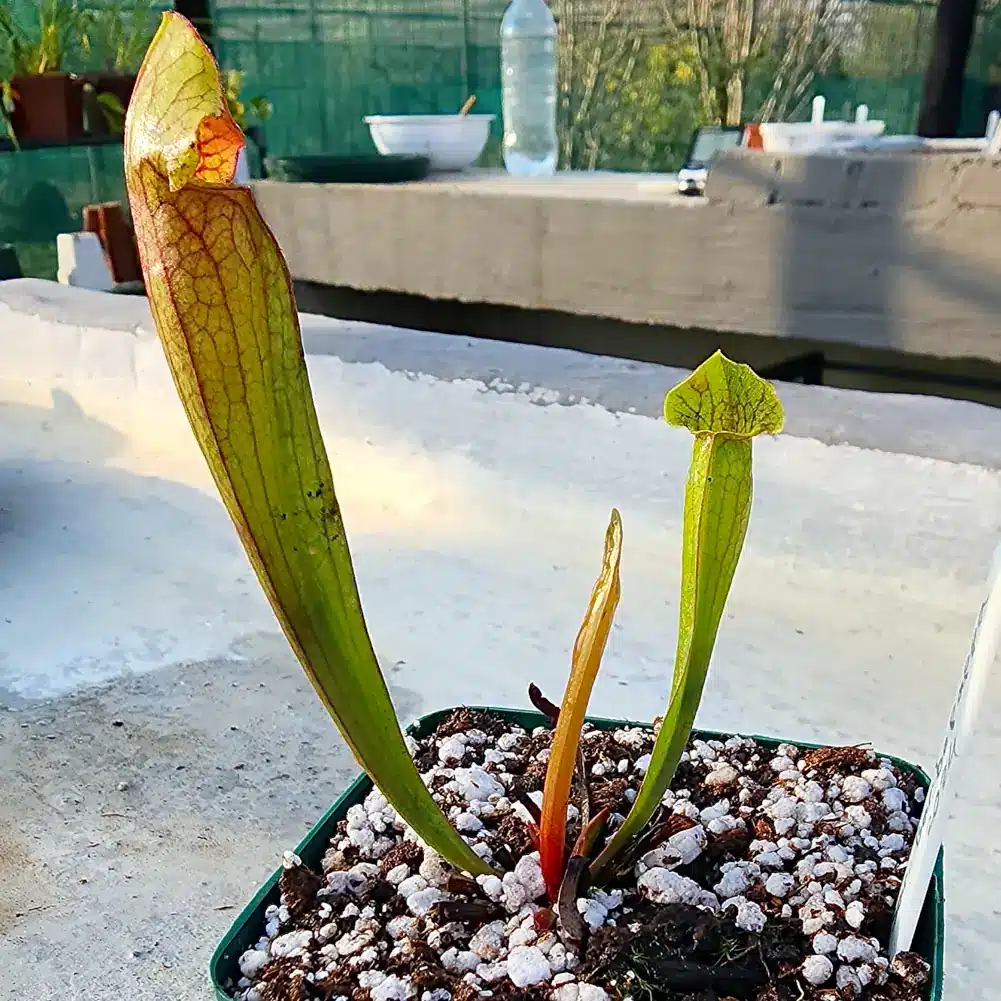 Sarracenia Barbapapa