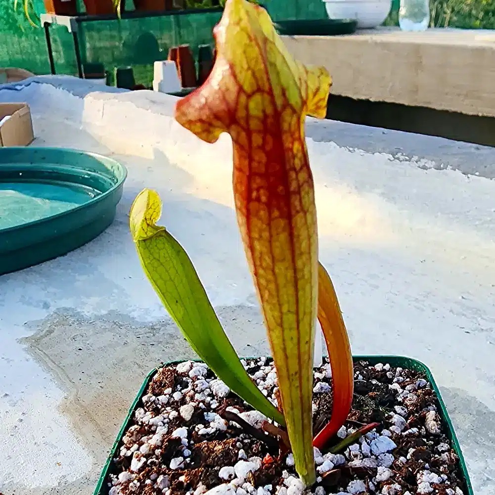 Sarracenia Barbapapa