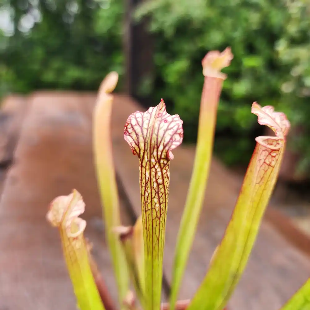 Sarracenia Cikizwa