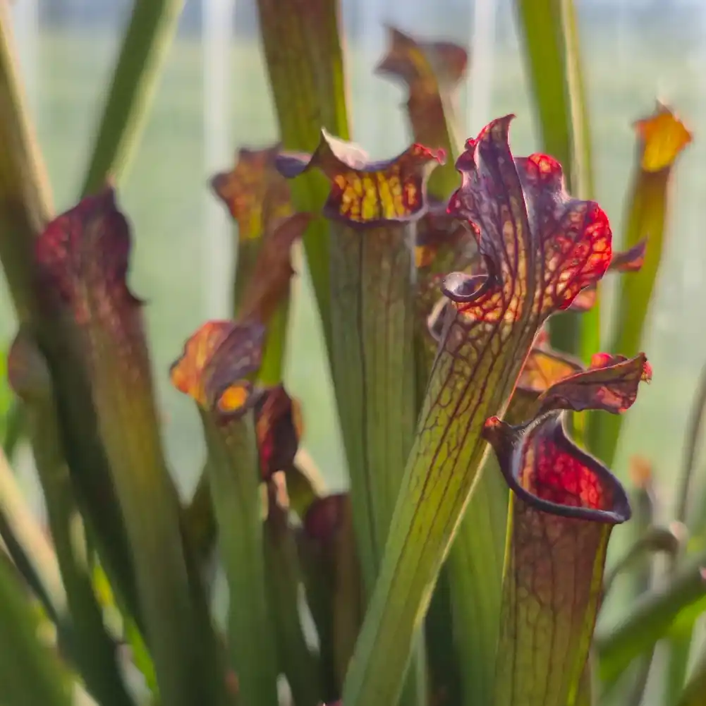 Sarracenia - Cikizwa - Image 2