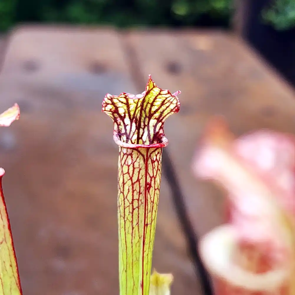 Sarracenia Cikizwa