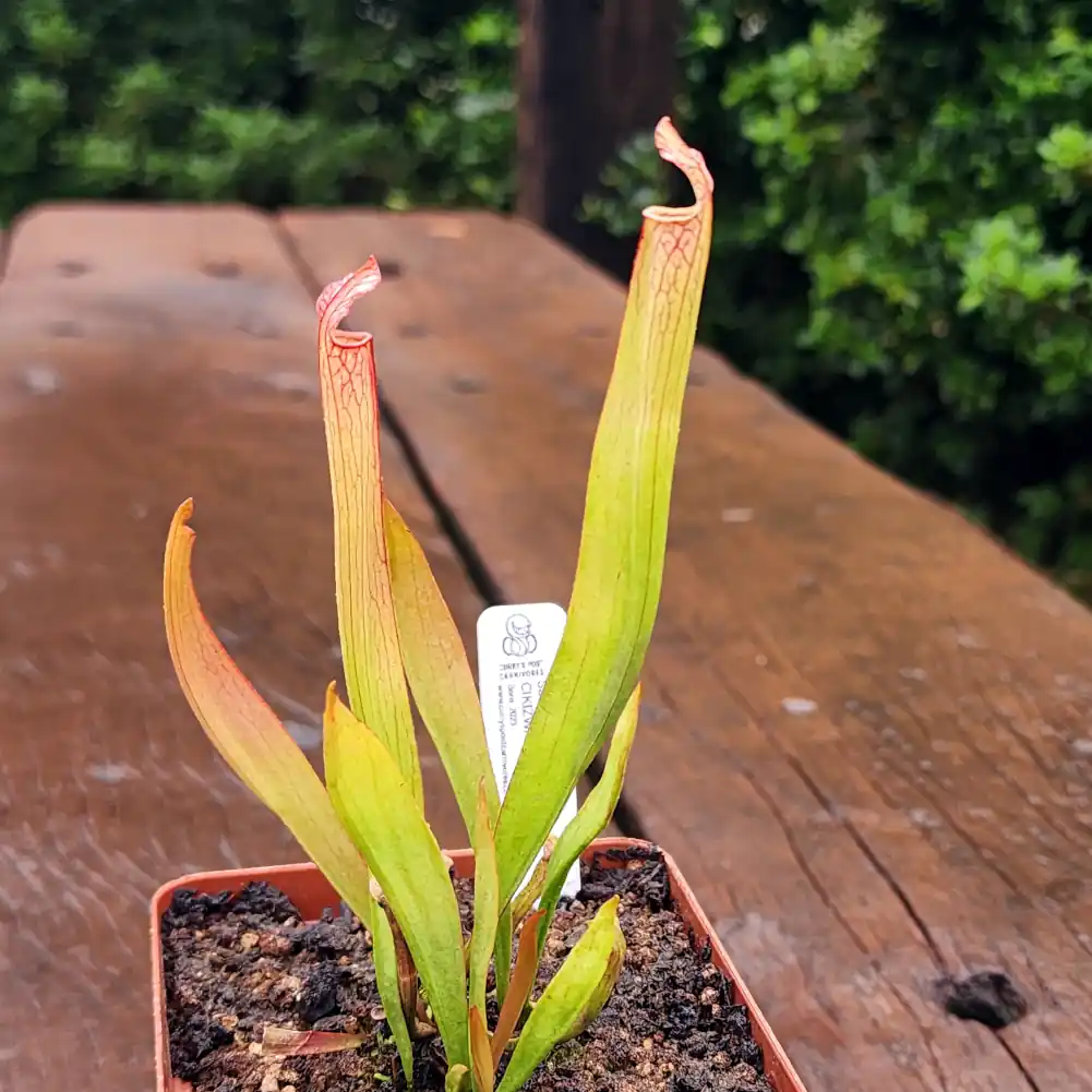 Sarracenia - Cikizwa - Image 5